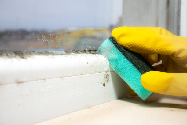 Best Crawl Space Mold Removal  in Belton, MO